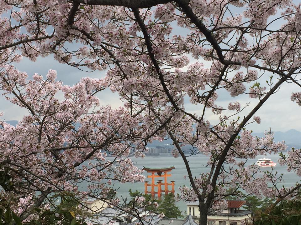 宮島の桜